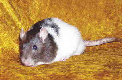 Beverly